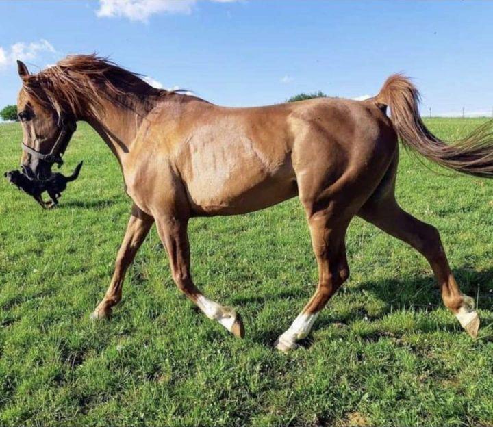 Cheval Czardas Psar
