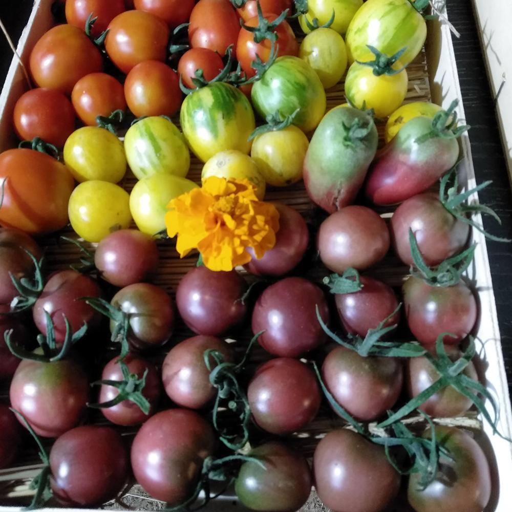 Tomates